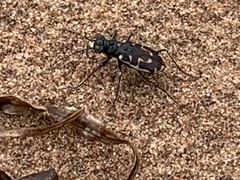 Cicindela hirticollis
