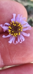 Felicia filifolia