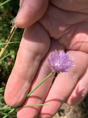 Allium schoenoprasum