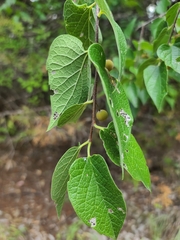Celtis reticulata