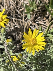 Heterotheca villosa