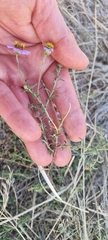 Felicia filifolia