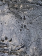 Ondatra zibethicus