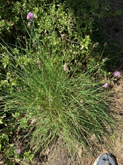 Allium schoenoprasum
