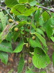 Celtis reticulata