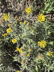 Heterotheca villosa