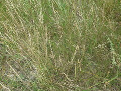 Agrostis vinealis
