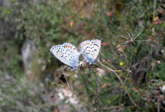 Pseudophilotes vicrama