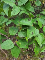 Celtis reticulata