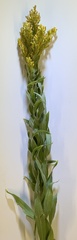 Solidago lepida