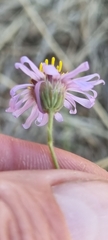Felicia filifolia