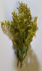 Solidago lepida