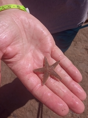 Astropecten