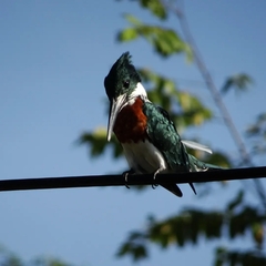 Chloroceryle amazona