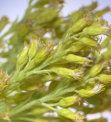 Solidago lepida
