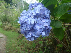 Hydrangea