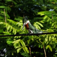 Chloroceryle amazona
