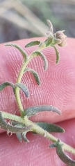 Felicia filifolia