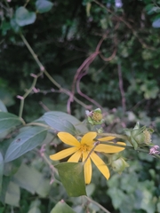 Silphium
