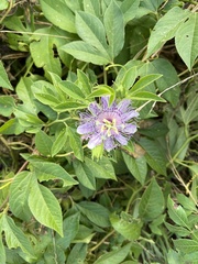 Passiflora incarnata