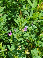 Medicago sativa