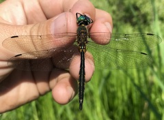 Somatochlora flavomaculata
