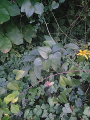 Silphium