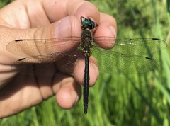 Somatochlora flavomaculata