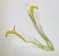 Solidago lepida