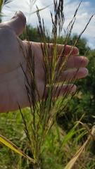 Phragmites australis australis