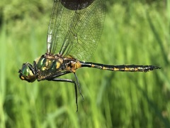 Somatochlora flavomaculata