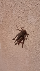 Aiolopus strepens