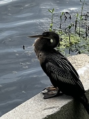 Anhinga anhinga