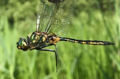 Somatochlora flavomaculata