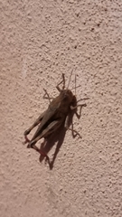 Aiolopus strepens