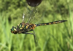 Somatochlora flavomaculata