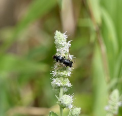 Bicyrtes quadrifasciatus