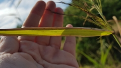 Phragmites australis australis