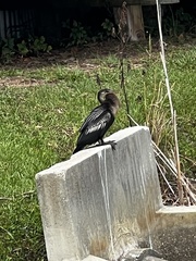 Anhinga anhinga