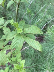 Rubus allegheniensis