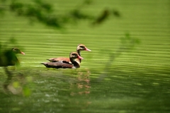 Dendrocygna autumnalis