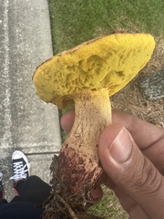 Boletus sensibilis