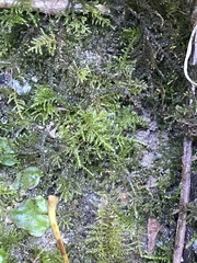 Kindbergia praelonga