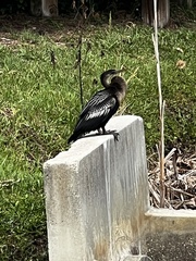 Anhinga anhinga