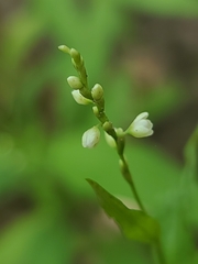 Persicaria hydropiperoides