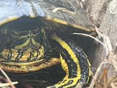 Trachemys scripta scripta