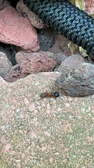 Camponotus chromaiodes