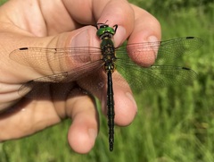 Somatochlora flavomaculata