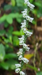 Spiranthes