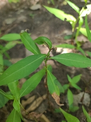 Persicaria hydropiperoides